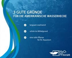 Didiplis diandra in vitro - amerikanische Wasserhecke